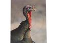 Birchwood Casey Pregame Turkey 12? x 18? Tgt - 8 targets 35403
Manufacturer: Birchwood Casey
Model: 35403
Condition: New
Availability: In Stock
Source: http://www.fedtacticaldirect.com/product.asp?itemid=57191