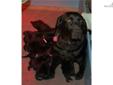Price: $450
This advertiser is not a subscribing member and asks that you upgrade to view the complete puppy profile for this Labrador Retriever, and to view contact information for the advertiser. Upgrade today to receive unlimited access to