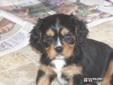 Price: $700
Raised with loving care in our home
Source: http://www.nextdaypets.com/directory/dogs/7154d33c-4951.aspx