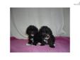 Price: $550
This advertiser is not a subscribing member and asks that you upgrade to view the complete puppy profile for this Poodle, Toy, and to view contact information for the advertiser. Upgrade today to receive unlimited access to NextDayPets.com.