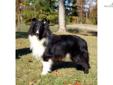 Price: $400
"Cooper" is a beautiful boy. Unfortunately for me, but lucky for you, he is just a little to big for the show ring. He is a really nice dog, with a pleasant personality. He went with me to one show and loved it, not at all nervous or upset by
