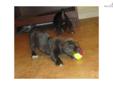 Price: $1200
She is a cute and playful black brindle. Champion bloodlines. Call for more info.
Source: http://www.nextdaypets.com/directory/dogs/5a10e62a-a091.aspx