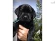 Price: $700
Beauty, brains, unlimited possibilities, and endless kisses & cuddles. This is a stunning litter of pups with a rare and super nice pedigree, crossing the finest of field and english ancestors. This little black boy is a handsome little chap