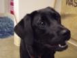 Meet Sheldon....he is a gorgeous black lab boy who came in as a stray on 4/20/12. He is about 6 months old and he is all puppy with lots and lots of energy. Hurry in to meet this handsome pup...he is sure to steal your heart away. Please visit our website