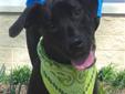 I am looking for a home who is very patient and understanding of raising a puppy! I am about six months old and was surrendered to the shelter because my owners no longer had the time for me. I am still growing and learning, but with a little patience and