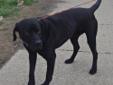 ONYX WAS RESCUED! THANK YOU!!! *****Onyx came into the pound limping (possibly hit by a car). He was taken to the vet and given x-rays. Nothing is broken. He was prescribed medicine to help with the pain while he heals. He is still limping but in very