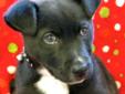 Yahtzee is a precious Black Labrador Retriever mix puppy born mid January 2012. He was surrendered to Pet Placement Center by people who could not take care of him. Yahtzee is thriving in foster care where he plays with other dogs and is socialized with