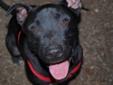Adoption Requirements GAMBINO (aka Bino) is a male Black Labrador Retriever mix and approximately 3 years old (Sept. 2010). He is a medium size dog and weighs about 47 pounds. GAMBINO and his buddy Pebbles were rescued by an ARF volunteer after they were