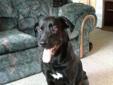 Bella is a 4 year old Black Lab mix who is very loving and healthy. She is extremely friendly and outgoing and is also housebroken. She also responds to many commands as well. Her owner is moving very soon and Bella must find a new home ASAP. We are