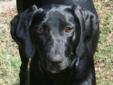 adopted 3/21/12 - sas GIRL is a female Black Labrador Retriever mix and is approximately 1 year old (Oct. 2011). She is a large dog and weighs about 65 pounds. She is spayed, up to date on shots and house trained. GIRL is very smart, gets along well with