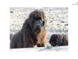 Price: $950
New Litter Christmas 2011, This will be out only litter of 2012. Mother is 150 lbs. Father is 155 lbs. See our website at www.turtlecreeknewfoundlands.com click on the videos. I have a pure black male and a landseer female ready to go home