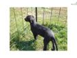 Price: $1000
This advertiser is not a subscribing member and asks that you upgrade to view the complete puppy profile for this Irish Wolfhound, and to view contact information for the advertiser. Upgrade today to receive unlimited access to