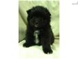 Price: $500
This advertiser is not a subscribing member and asks that you upgrade to view the complete puppy profile for this Pomeranian, and to view contact information for the advertiser. Upgrade today to receive unlimited access to NextDayPets.com.
