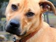 Olio was found wandering in a rural area north of Memphis. He was starving. He is now 9 months old and weighs 45 pounds. Although we cannot be sure of his breed, it is believed he is mostly blackmouth cur.. He is very active and needs an active family. He