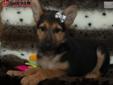 Price: $1395
The German Shepherd is loyal, loving, affectionate and patient, making great family dogs. Highly intelligent, good-natured, very willing and eager to please, making training a breeze! Shepherds love to be close to their family, and this big