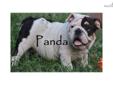 Price: $4500
English Bulldog puppy for sale. Beautiful Black Tri -- European Bloodlines READY NOW! Call or Text: Jessica (956)457-8150 http://www.ValleyPuppies.com/Bulldogs.html
Source: http://www.nextdaypets.com/directory/dogs/0e76c817-ad41.aspx
