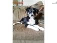 Price: $650
This advertiser is not a subscribing member and asks that you upgrade to view the complete puppy profile for this Australian Shepherd, and to view contact information for the advertiser. Upgrade today to receive unlimited access to