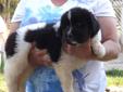 Price: $1200
Handsome, healthy black/white Landseer puppy would be perfect addtion to your family. Sire is black/white; OFA/Hips good, cystinuria clear. Mom is gray/white; OFA/Hips good, cystinuria clear. Both parents are on the premises and are family