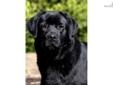 Price: $1200
Pridezion Labradors is known world wide for our dedication and commitment to loving and raising some of the most amazing multi purpose family companions. Our Facebook page has postings everyday from our families it's truly a live by the