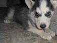 Price: $600
This advertiser is not a subscribing member and asks that you upgrade to view the complete puppy profile for this Siberian Husky, and to view contact information for the advertiser. Upgrade today to receive unlimited access to NextDayPets.com.
