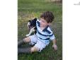 Price: $250
This advertiser is not a subscribing member and asks that you upgrade to view the complete puppy profile for this Border Collie, and to view contact information for the advertiser. Upgrade today to receive unlimited access to NextDayPets.com.