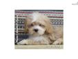 Price: $500
Blake is a male Lhasa Apso puppy. Lhasa Apsos are calm, loyal, and lovable. They enjoy company, but are wary of strangers. The Lhaso Apso gets along well with children, other dogs, and any household pets. Lhasa Apsos are quite happy indoors