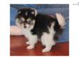 Price: $1300
This advertiser is not a subscribing member and asks that you upgrade to view the complete puppy profile for this Pomeranian, and to view contact information for the advertiser. Upgrade today to receive unlimited access to NextDayPets.com.
