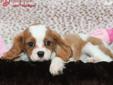 Price: $1495
The Cavalier makes for a wonderful household pet. Cheerful, gentle and sweet, this breed is intelligent and is respectful of their family members. This breed is trustworthy and charming with an ever-wagging tail! DON'T LET THIS STUNNING BABY