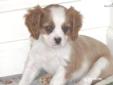 Price: $700
Raised with loving care in our home.
Source: http://www.nextdaypets.com/directory/dogs/8c3b3ea9-e481.aspx
