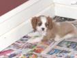Price: $700
Penelope was born on April 18th, 2013. She is a Blenhiem cavalier.
Source: http://www.nextdaypets.com/directory/dogs/a664136c-c351.aspx