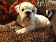Price: $2500
Gorgeous gorgeous gorgeous !!!!! You wanted a white bulldog litter well I got it!!!! You love bullies but you want the small ones well your wish just got granted !!!! WHITE AND SMALL BULLIES!!!!!! This baby boy is quite awesome!!!! HE is so