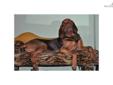 Price: $800
This advertiser is not a subscribing member and asks that you upgrade to view the complete puppy profile for this Bloodhound, and to view contact information for the advertiser. Upgrade today to receive unlimited access to NextDayPets.com.