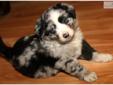 Price: $1200
Meet Ishmael! Handsome blue merle male with white trim and one extremely blue eye. He's amazing. Gentle and mellow. Happy, loves cuddles. Dad's a registered NSDR blue merle Australian Shepherd, very typey an correct! Works stock, does