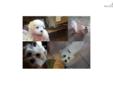 Price: $450
This advertiser is not a subscribing member and asks that you upgrade to view the complete puppy profile for this Maltese, and to view contact information for the advertiser. Upgrade today to receive unlimited access to NextDayPets.com. Your
