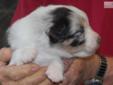 Price: $600
This handsome little guy is one of three pups in a surprise litter sired by our RETIRED, foundation bred stud, Raven's Sundance Kid. Pup is AKC reg. and will have 2 sets of puppy shots worming etc when he leaves for his new home at 8 weeks.