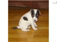 Price: $600
This advertiser is not a subscribing member and asks that you upgrade to view the complete puppy profile for this Jack Russell Terrier, and to view contact information for the advertiser. Upgrade today to receive unlimited access to
