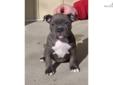 Price: $2000
This advertiser is not a subscribing member and asks that you upgrade to view the complete puppy profile for this American Pit Bull Terrier, and to view contact information for the advertiser. Upgrade today to receive unlimited access to