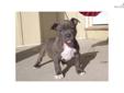Price: $1700
This advertiser is not a subscribing member and asks that you upgrade to view the complete puppy profile for this American Pit Bull Terrier, and to view contact information for the advertiser. Upgrade today to receive unlimited access to