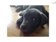Price: $750
This advertiser is not a subscribing member and asks that you upgrade to view the complete puppy profile for this Cane Corso Mastiff, and to view contact information for the advertiser. Upgrade today to receive unlimited access to