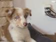 Price: $1100
I have a fantastic Red Merle Male with 2 ICE blue eyes, That carries the Blue eye Tri Gene!!!!! This little boy is out standing with his markings structure, and personality.
Source: http://www.nextdaypets.com/directory/dogs/18ff3a0a-3da1.aspx