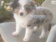 Price: $1399
This little girl is GORGEOUS! She is very flashy with beautiful markings. She is a blue Merle with two ice blue eyes. She has a full white collar and white stockings on all 4 feet. She is marked beautifully. She would be an awesome show dog.