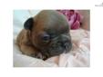 Price: $4500
This advertiser is not a subscribing member and asks that you upgrade to view the complete puppy profile for this French Bulldog, and to view contact information for the advertiser. Upgrade today to receive unlimited access to