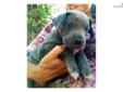 Price: $900
This advertiser is not a subscribing member and asks that you upgrade to view the complete puppy profile for this Great Dane, and to view contact information for the advertiser. Upgrade today to receive unlimited access to NextDayPets.com.