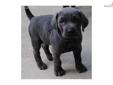 Price: $700
Purebred AKC registered Weimaraner litter born on 7-29-13, ready to go home @ 8 weeks of age. The mother is a natural hunter and always under control. She is also a great family pet, and the pups will be reared in our house, in the Green Bay