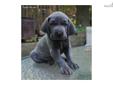 Price: $900
Purebred AKC registered Weimaraner litter born on 7-29-13, ready to go home @ 8 weeks of age. The mother is a natural hunter and always under control. She is also a great family pet, and the pups will be reared in our house, in the Green Bay