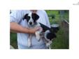 Price: $0
This advertiser is not a subscribing member and asks that you upgrade to view the complete puppy profile for this Queensland Heeler, and to view contact information for the advertiser. Upgrade today to receive unlimited access to