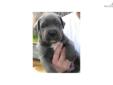 Price: $1999
This advertiser is not a subscribing member and asks that you upgrade to view the complete puppy profile for this Cane Corso Mastiff, and to view contact information for the advertiser. Upgrade today to receive unlimited access to