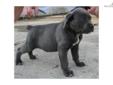 Price: $1200
This advertiser is not a subscribing member and asks that you upgrade to view the complete puppy profile for this Cane Corso Mastiff, and to view contact information for the advertiser. Upgrade today to receive unlimited access to