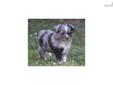 Price: $800
This advertiser is not a subscribing member and asks that you upgrade to view the complete puppy profile for this Miniature Australian Shepherd, and to view contact information for the advertiser. Upgrade today to receive unlimited access to