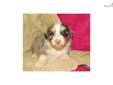 Price: $600
This advertiser is not a subscribing member and asks that you upgrade to view the complete puppy profile for this Australian Shepherd, and to view contact information for the advertiser. Upgrade today to receive unlimited access to